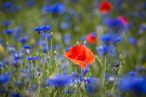 Single poppy flower (papaver) blooming between cornflowers (Centaurea cyanus) at the edge of a