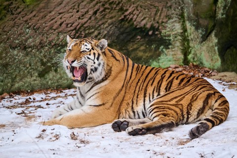 Siberian tiger (Panthera tigris altaica) lying in the snow in winter, captive, Germany, Europe
