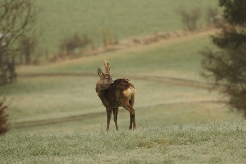 European roe deer (Capreolus capreolus) buck with velvet horns and shaggy winter coat in the