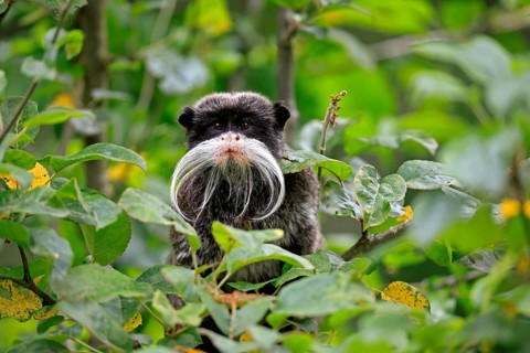 Emperor bearded tamarin (Saguinus imperator subgrisescens), adult, on tree, portrait, alert, South