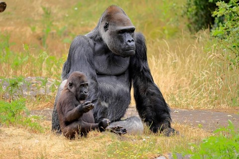 Western gorilla (Gorilla gorilla), adult, male, with young, sitting, on the ground