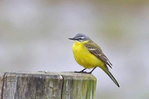 Yellow wagtail (Motacilla flava), on a pasture fence post, Dümmer, Lake Dümmer, Ochsenmoor, Hüde,