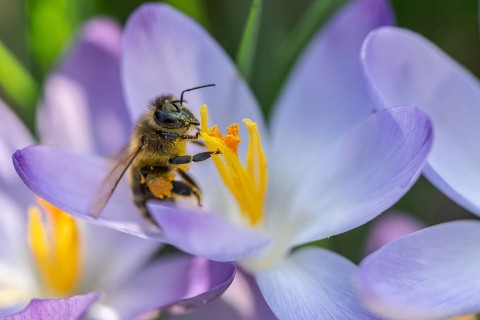Elfin crocus (Crocus tommasinianus) with honey bee (Apis mellifera), Emsland, Lower Saxony,