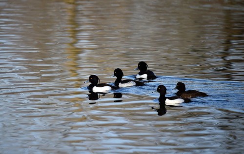 Tufted ducks (Aythya fuligula) on a lake