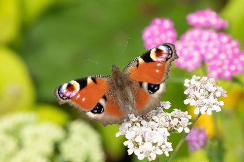 Peacock butterfly (Aglais io) adult insect feeding on garden Achillea flowers in summer, England,
