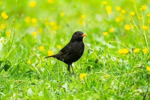 Common blackbird (Turdus merula) mal on a meadow, Bavaria, Germany, Europe