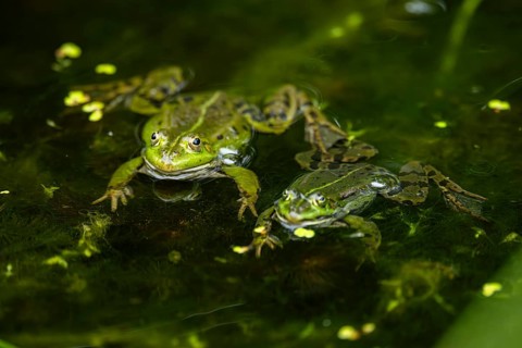 Edible frog (Pelophylax esculentus) in a little lake in the water, Bavaria, Germany, Europe