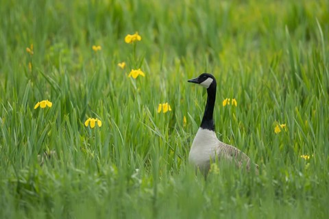 Canada goose (Branta canadensis) adult bird stood in a wetland meadow with yellow iris flowers in