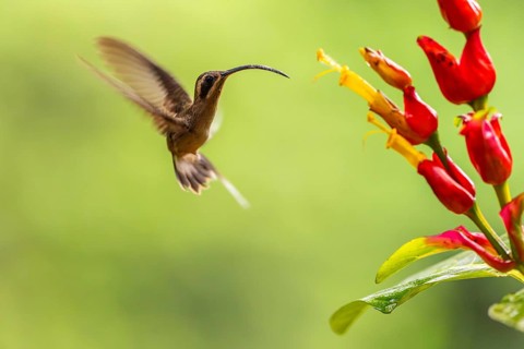 Long-billed Shadow Hummingbird (Phaethornis longirostris), Hummingbird (Trochilidae), Swiftbirds