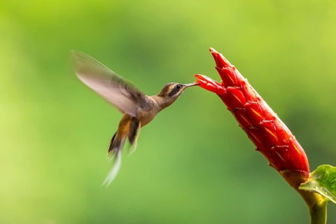 Long-billed Shadow Hummingbird (Phaethornis longirostris), Hummingbird (Trochilidae), Swiftbirds