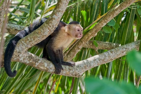 White-shouldered capuchin monkey (Cebus capucinus) Costa Rica
