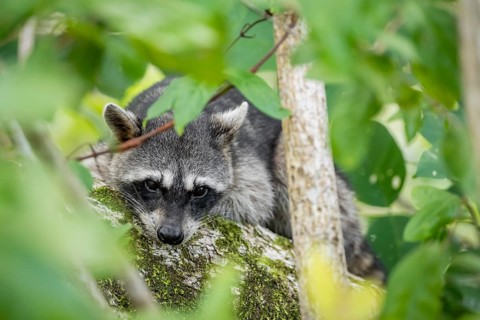 North American raccoon (Procyon lotor) sitting in a tree, Parque Nacional Cahuita, Costa Rica,