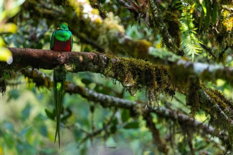 Quetzal (Pharomachrus mocinno), Trogons (Trogonidae), Central Mountain Range, San Jose Province,