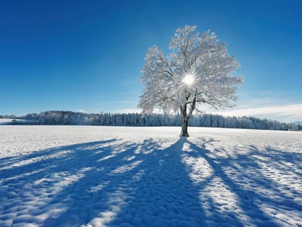 Sun shining through snow-covered English oak (Quercus robur, synonym: Quercus pedunculata),