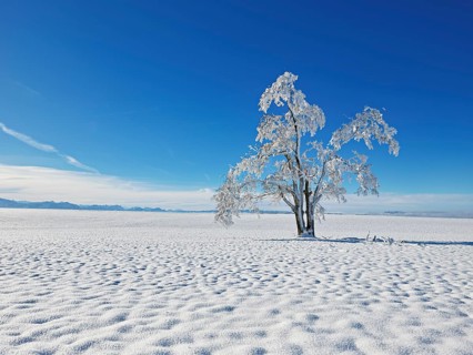 Tree in hoarfrost, Schlatt, Canton Lucerne, Switzerland, Europe