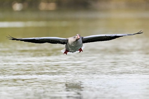 Greylag goose (Anser anser), approaching the water, Flachsee, Canton Aargau, Switzerland, Europe