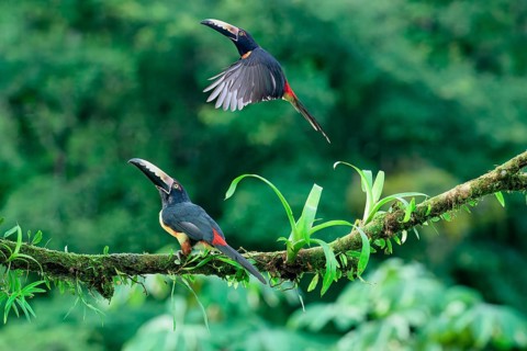 Two Collared aracaris (Pteroglossus torquatus), one in flight, Costa Rica, Central America