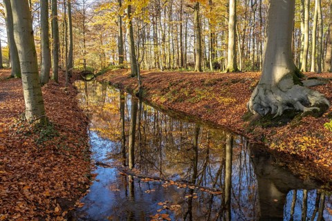 Autumn by a stream in the forest near Havixbeck, Münsterland, North Rhine-Westphalia, Germany,