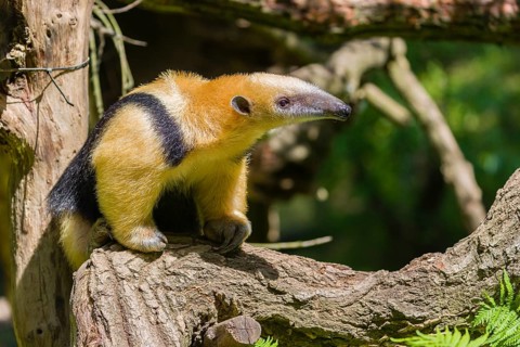 A southern tamandua (Tamandua tetradactyla), sits in a tree, watching the surrounding