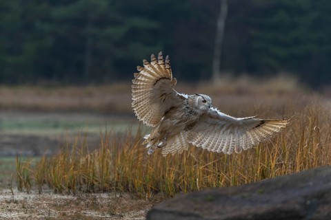 One Siberian Eagle Owl (Bubo bubo sibiricus) flying over tall reed grass lakeshore on an autumnal