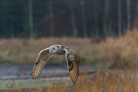 One Siberian Eagle Owl (Bubo bubo sibiricus) flying over tall reed grass lakeshore on an autumnal