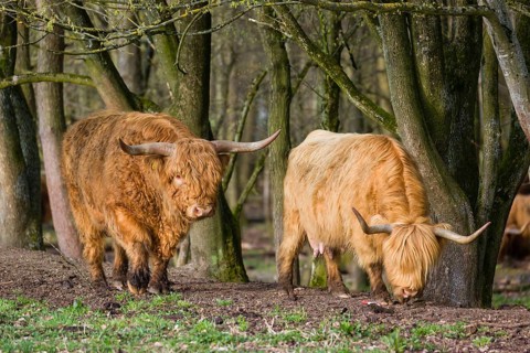 One Highland bull and a cow (Bos (primigenius) taurus) stand at a forest edge