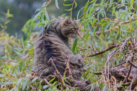 One European wildcat, Felis silvestris silvestris, resting in a green weeping willow tree. Green