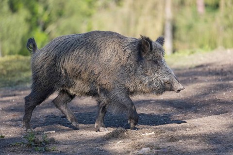 One wild boar or wild pig (Sus scrofa), walking over dry soil and a green forest in the background
