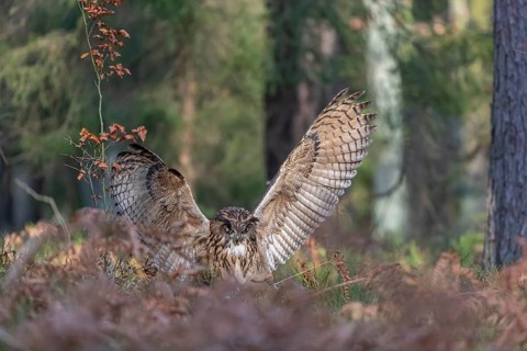 One Eurasian Eagle Owl, Bubo bubo, landing between ferns on the ground on a forest floor, catching