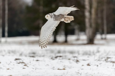 One snowy owl, Bubo scandiacus, Bubo scandiaca, Nyctea scandiaca flying over a snowy meadow with a