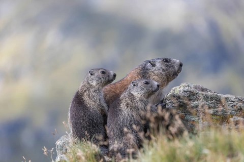 One adult Alpine Marmot, Marmota marmota, and two young marmots sitting on a rock. Mountains in the
