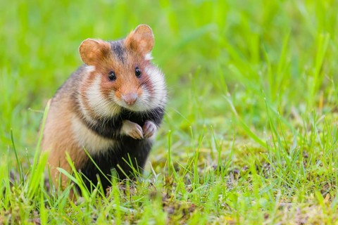 A European hamster (Cricetus cricetus), Eurasian hamster, black-bellied hamster or common hamster,
