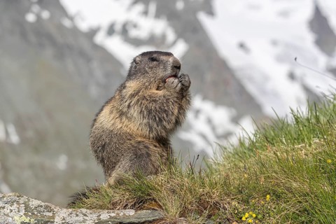One adult Alpine Marmot, Marmota marmota, sitting on a rock, feeding on a carrot. Mountains in the