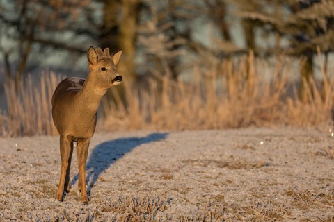 Roe deer on hoar frosted meadow at minus 15 °C at sunrise. Trees and dead stinging nettle in