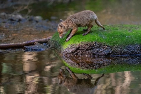 One young red fox, Vulpes vulpes, walking over a mossy rock in a shallow forest creek in late light