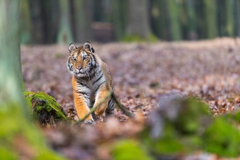 One young female Siberian Tiger, Panthera tigris altaica, running thru a forest