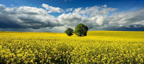 Solitary oaks in a flowering rape field, approaching thunderstorm, Saxony-Anhalt, Germany, Europe