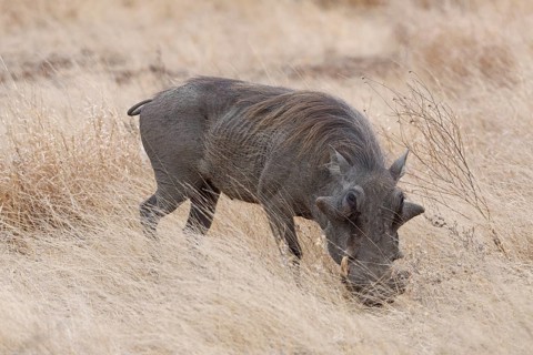 Southern warthog (Phacochoerus africanus sundevallii), adult male foraging in tall dry grass,
