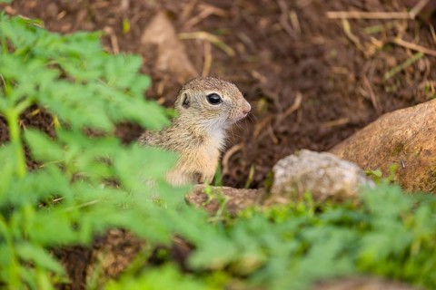 A young European ground squirrel (Spermophilus citellus) or European souslik stands tall on rocky
