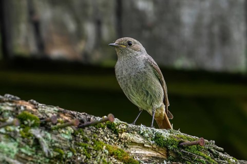Black redstart (Phoenicurus ochruros gibraltariensis) female, first calendar year male perched on