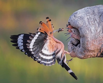 Hoopoe (Upupa epops) Bird of the Year 2022, male with beetle larva as food for the young birds,