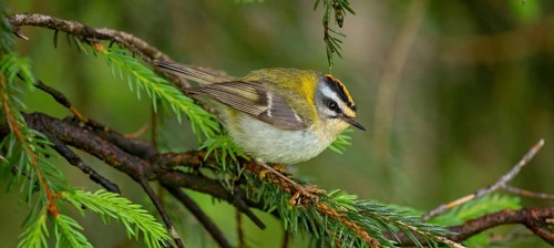 Goldcrest, Regulus ignicapillus, Luce, Mountain area, Luce, Styria, Slovenia, Europe