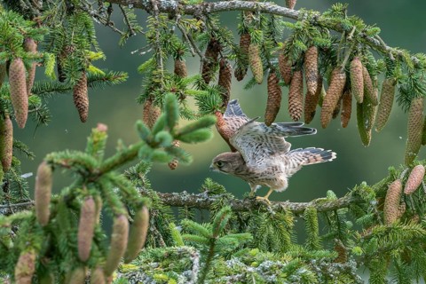 Common kestrel (Falco tinnunculus), young bird not yet able to fly sitting on a branch,