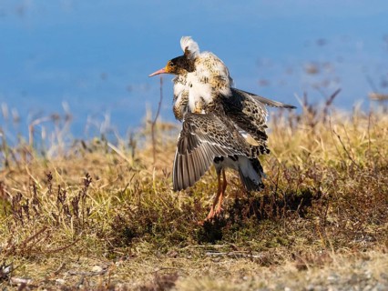 Ruff (Calidris pugnax) male in breeding plumage displaying at lek, Pokka, Finnish Lapland