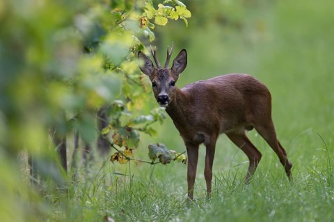 Roebuck in summer, leaf time, Wittlich, Rhineland-Palatinate, Germany, Europe