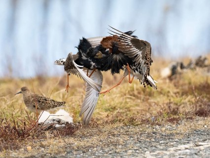 Ruff (Calidris pugnax) two males in breeding plumage at lek, fighting over female, Pokka, Finnish