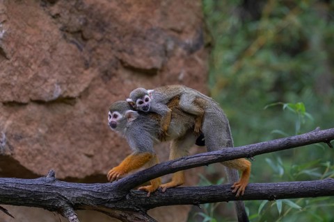 One female Central American squirrel monkey, Saimiri oerstedii, carrying her baby. Balancing over a