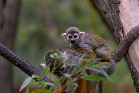 One female Central American squirrel monkey, Saimiri oerstedii, carrying her baby. Green vegetation