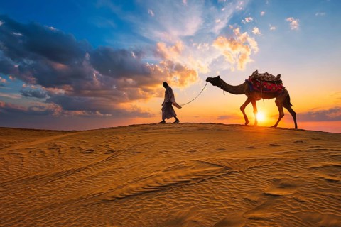 Indian cameleer camel driver bedouin with camel silhouettes in sand dunes of Thar desert on sunset.