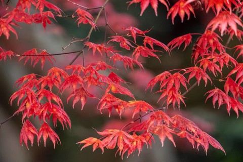 Japanese fan maple (Acer palmatum Trompenburg), autumn colours, Emsland, Lower Saxony, Germany,